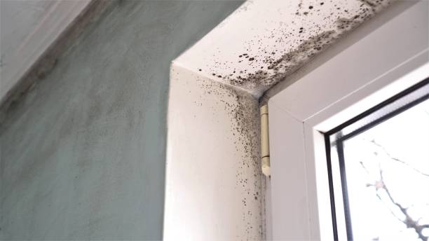 Best Professional Mold Removal  in Valdese, NC