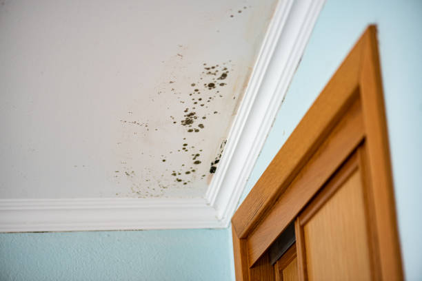 Best Local Mold Removal Service  in Valdese, NC