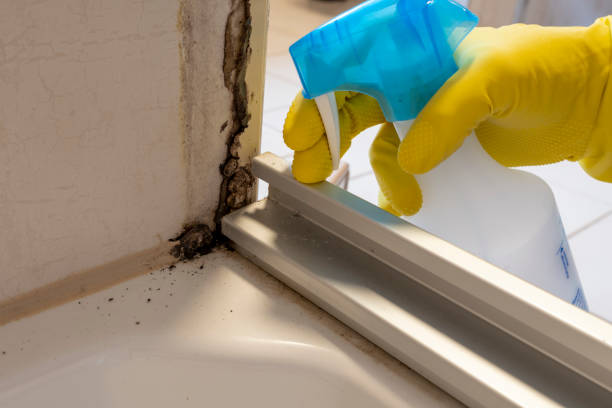 Professional Mold Removal in Valdese, NC