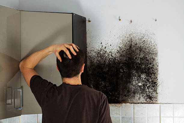 Best Mold Removal Company Near Me  in Valdese, NC