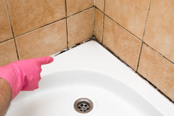 Best Mold Remediation Experts  in Valdese, NC